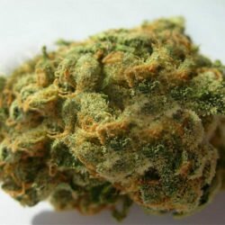 Skywalker Strain Is the Strain That Is Recommended by Yoda Himself!