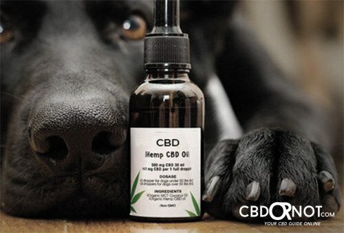 best cbd oil dogs